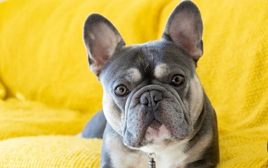 Does your dog have a dry, cracked nose? Let’s have a look at the causes and remedies