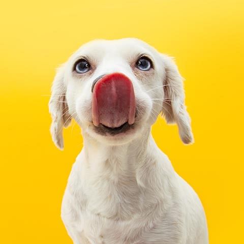  crema naso cane atossica