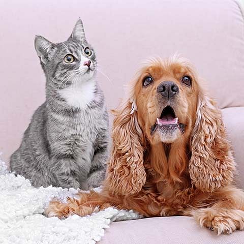 dog and cat joint supplement